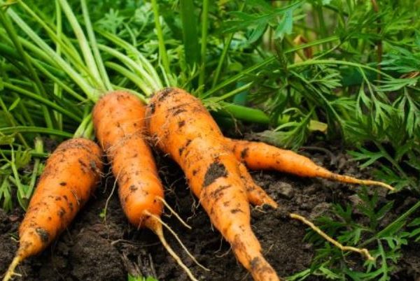 هویج لاغر کننده سبزیجات چربی سوز